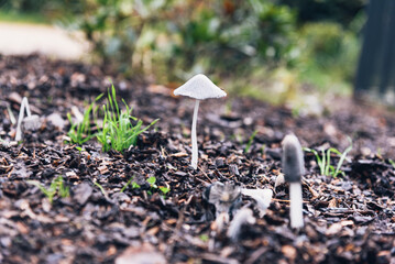 White mushroom close up in the forest