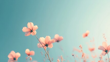 Delicate Pink Cosmos Flowers Against A Soft Blue Sky