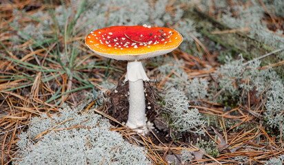 fly mushroom