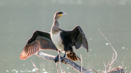 heron ardea cinerea