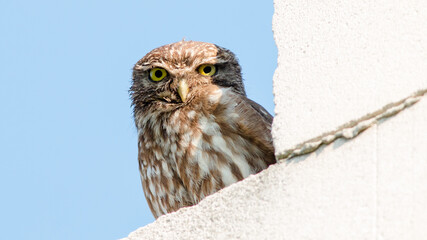 great horned owl