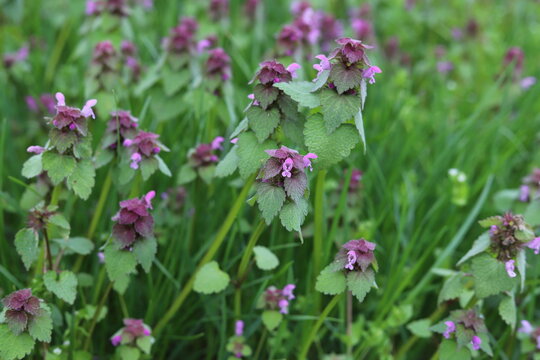 Wild deaf nettle purple, Lamium purpureum.
