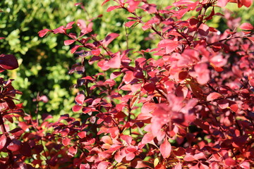 rot leuchtender Thunberg-Berberitze (Berberis thunbergii) vor gr&uuml;nem Hintergrund in der Sonne