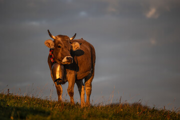 Braunvieh geschm&uuml;ckt f&uuml;r den Viehscheid