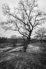 Black and white autumn landscape. Silhouettes of trees without leaves in the field.