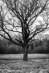 Black and white autumn landscape. Silhouettes of trees without leaves in the field.