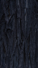 Close look of the bark of a tree - Texture
