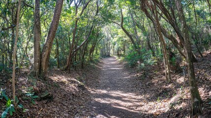 Obraz premium Sunlit Forest Path Winding Through Lush Green Trees