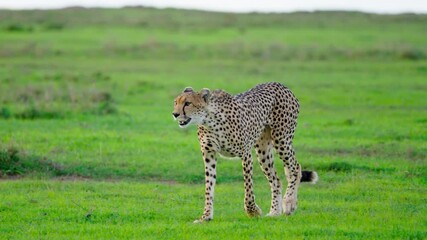 Wild Cheetah walking through the grass savanna of Ol Pejeta Conservancy, Kenya. 4k slow-motion video.
