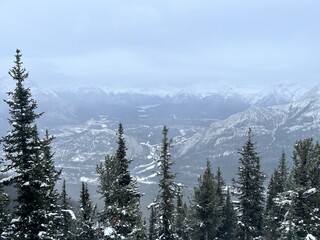 snow covered trees