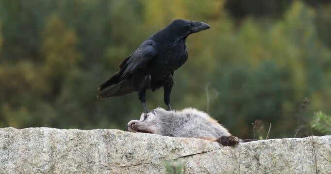 Raven with fox. Common raven, Corvus corax, perched on rock and tears carrion of red fox, Vulpes vulpes. Black bird also known as northern raven. Scavenger in wild nature. Wildlife. Natural behaviour.