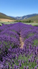 Naklejka premium Expansive lavender fields under a clear blue sky during daylight