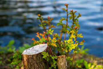 New Life Emerging From a Tree Stump by a Serene Lakeside