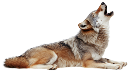 Wolf howling, isolated on transparent background