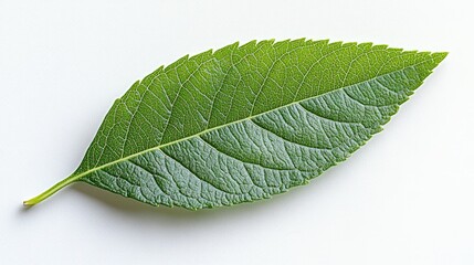 Obraz premium Single Green Leaf Isolated on White Background