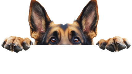 German Shepherd, isolated on transparent background