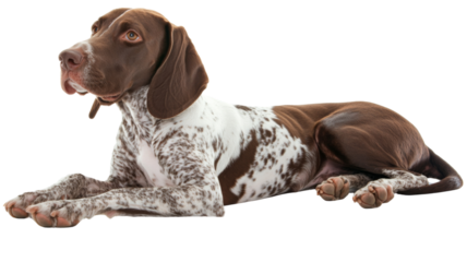 German Shorthaired Pointer, isolated on transparent background
