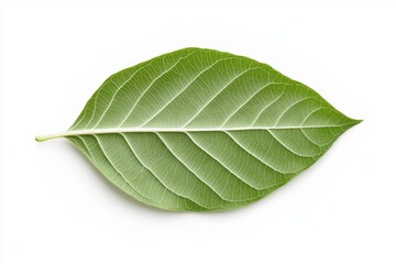 Obraz premium Biophilic Wellness Branding Vein-Detailed Green Leaf on Bright White - Eco-Conscious Design Inspiration