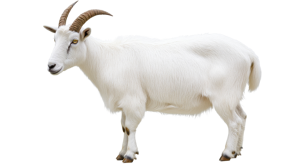 Goat, isolated on transparent background
