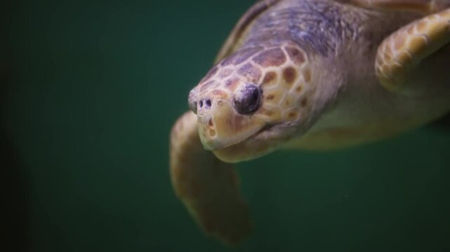 Loggerhead sea turtle or Caretta caretta.
