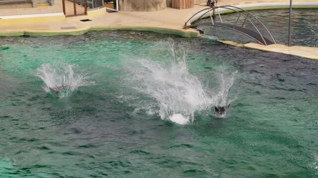 Dolphin show in the open air dolphinarium.