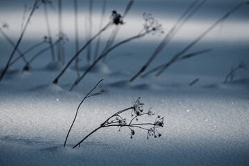 Dry grass sticking out from under the snow