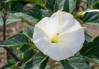 white flowering plants growing in rural areas