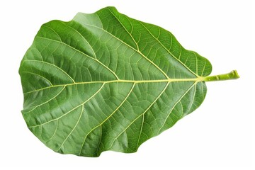 Obraz premium Vibrant green leaf with intricate venation isolated on a white background, showcasing the beauty of nature's design