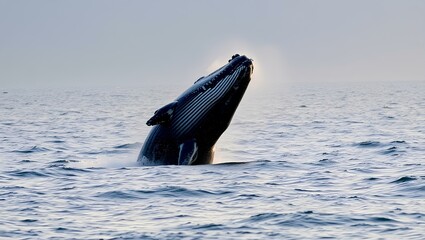 Obraz premium whale in the water