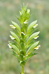 Obraz premium photos of wild plants and flowers. Images of thorny flowers.