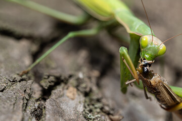 Portrait of a green praying mantis eating its prey