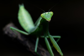 Portrait of a green praying mantis on a black background