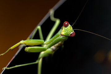 Portrait of green praying mantis with brown eyes on black background