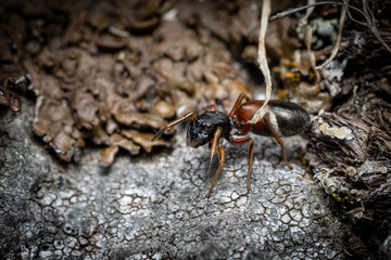 The araneomorph jumping spider Myrmarachne formicaria runs across rocks