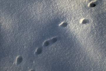 Paw prints in snow