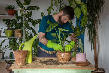 Man planting houseplants indoors home gardening