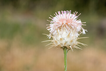 wild plants. prickly plant photos.