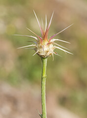 wild plants. prickly plant photos.