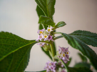 Melissa Offincinalis Flowers and Leaves -Toronjil 4