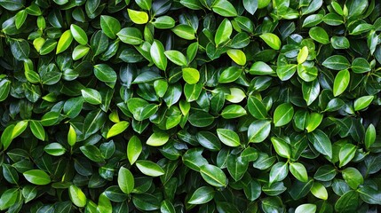 Fototapeta premium Lush green foliage creating a vibrant texture in a natural setting