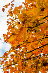 Close Up Orange Fall Leaves