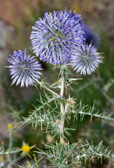 plants growing in natural areas. natural thorn photos.