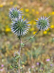 plants growing in natural areas. natural thorn photos.