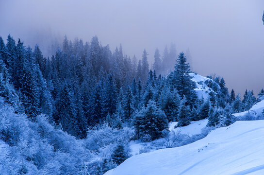 snow covered trees, Piatra Mare Mountains, Romania 