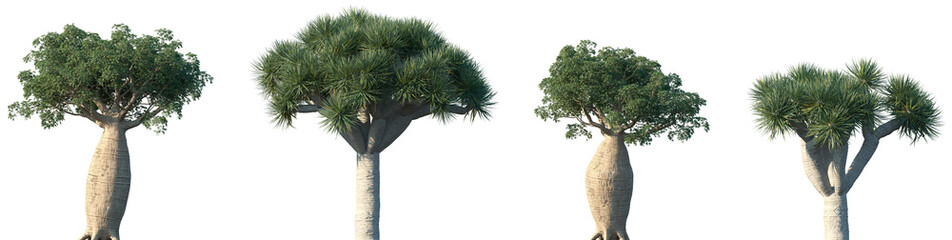 Set of Adansonia digitata (the African baobab) and Dracaena draco (the Canary Islands dragon tree...