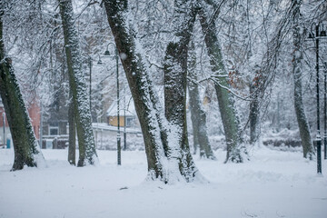City park trees covered in heavy snow after snow storm in Riga, Latvia