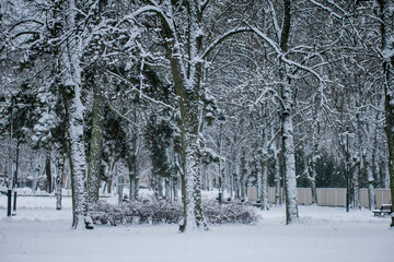 City park trees covered in heavy snow after snow storm in Riga, Latvia