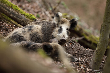 Dzik euroazjatycki, dzik, (Sus scrofa) © Bartosz Rakoczy