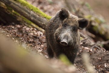 Dzik euroazjatycki, dzik, (Sus scrofa) © Bartosz Rakoczy