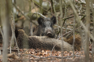 Dzik euroazjatycki, dzik, (Sus scrofa) © Bartosz Rakoczy